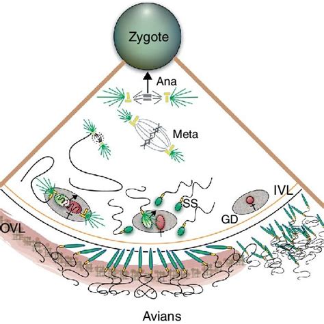 What is the result of polyspermy