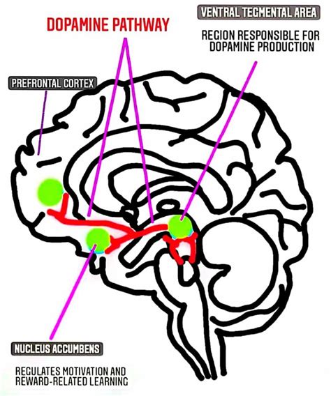What is the reward circuit in the brain what is it responsible for