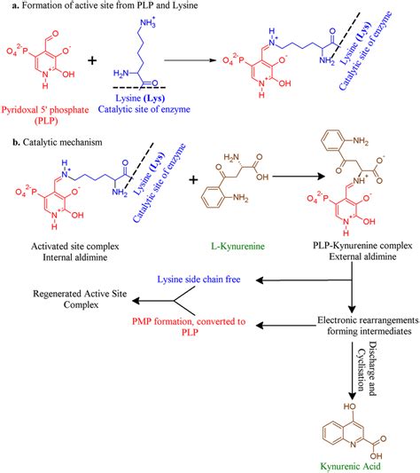 What is the role of PLP in Transamination reaction