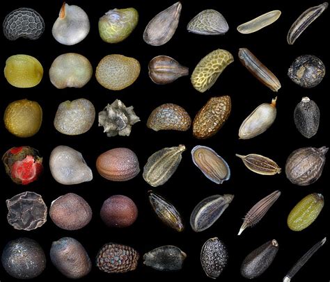 What is the seed of tree