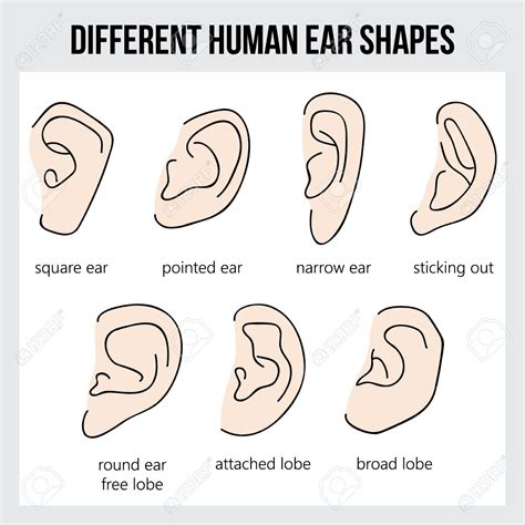 What is the shape of human ear
