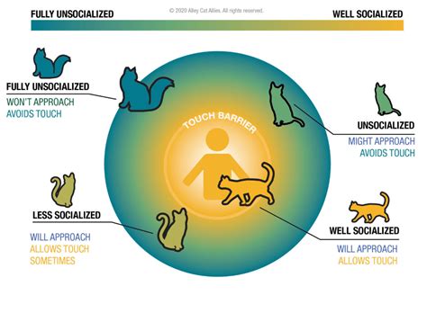 What is the social structure of cats