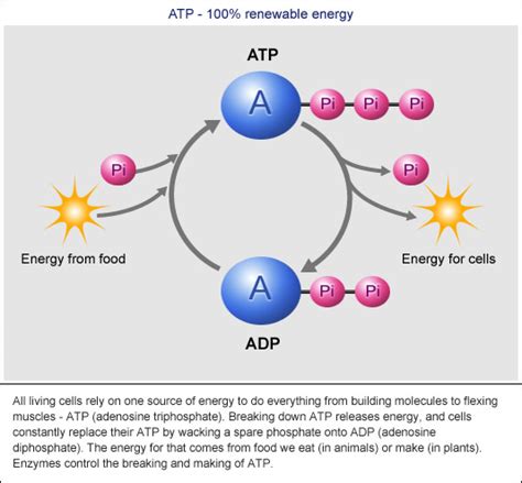 What is the source of energy for ATP