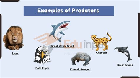 What is the synonym of predators