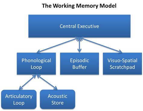 What is the working memory theory