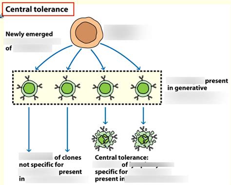 What is tolerance quizlet