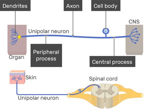 What is unipolar process