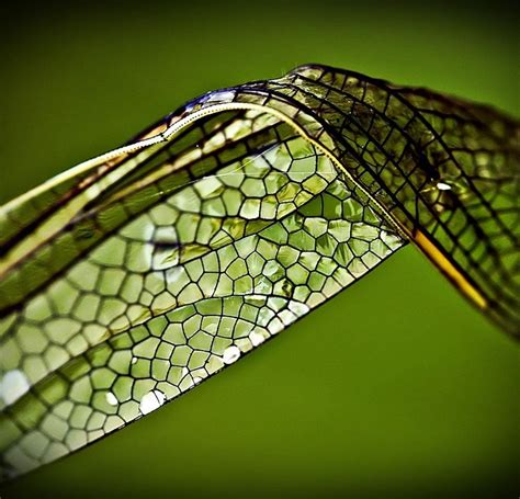 What is voronoi pattern in nature