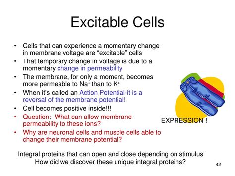 What makes a cell excitable