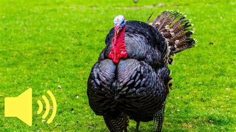 What noise does a turkey make when it is scared