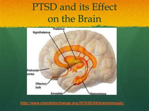 What part of the brain is damaged by PTSD