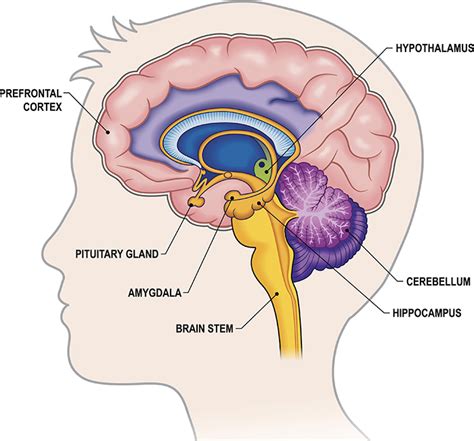 What part of the brain is most associated with arousal