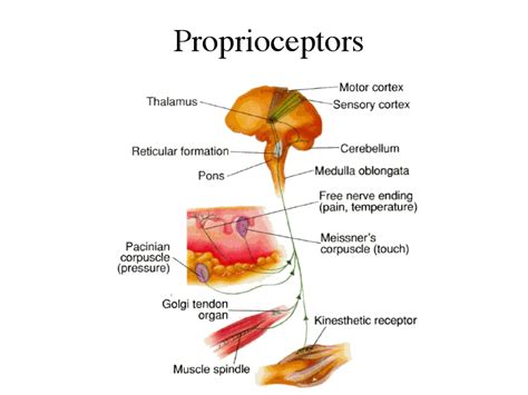 What part of the brain is proprioception