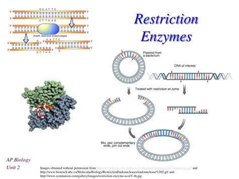 What processes use restriction enzymes