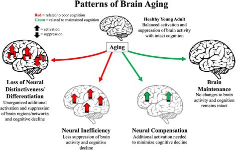 What really helps an aging brain