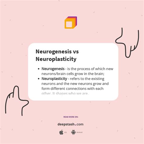 What s the difference between neurogenesis and neuroplasticity