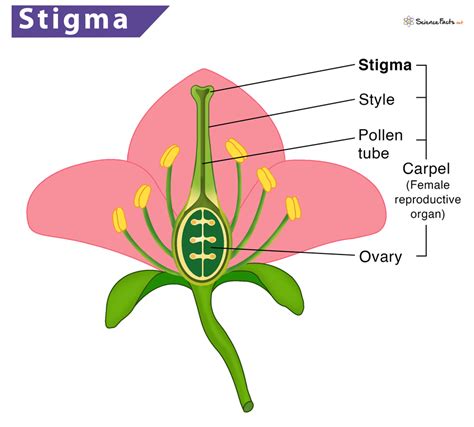 What s the function of the stigma in plants