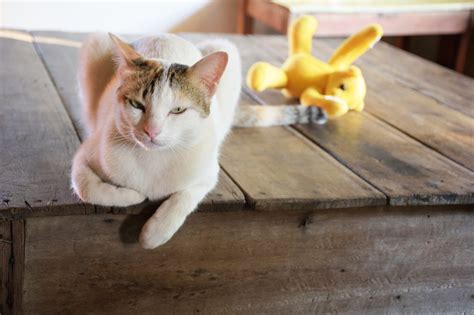 What should I do if my cat doesnt like to play