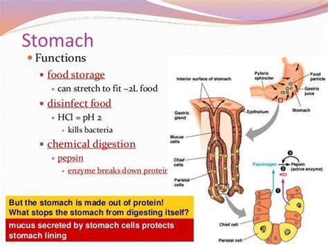 What stops the stomach from digesting itself