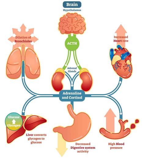 What system controls adrenaline
