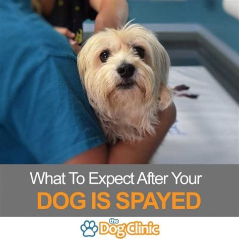 What to expect after a dog is spayed