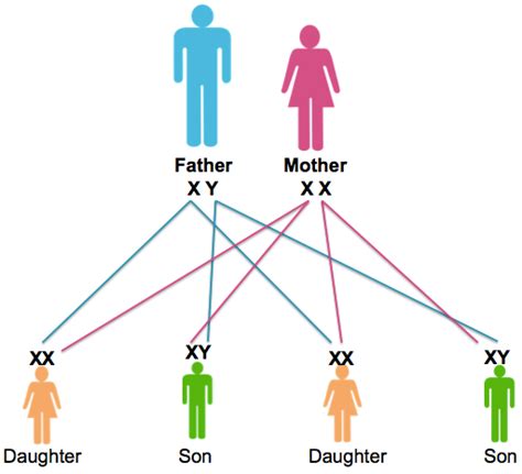 What tool can we use to predict what traits offspring will have