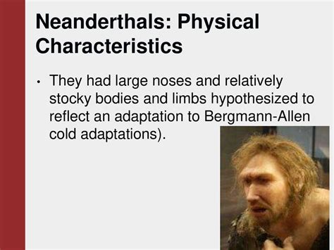 What traits indicate Neanderthals cold adaptations quizlet