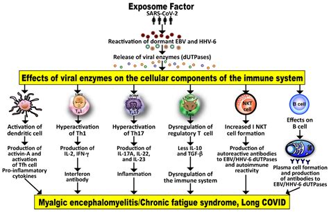 What triggers EBV reactivation