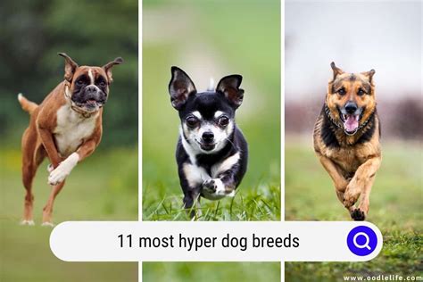 What type of dog is the most hyper