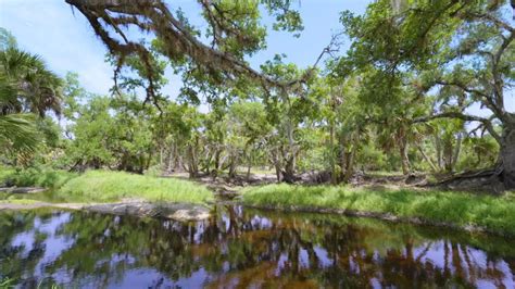 What type of ecosystem is Florida