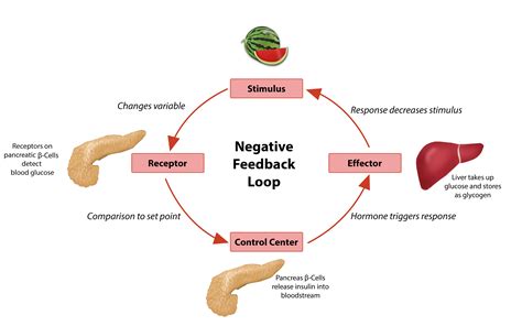 What would happen if the negative feedback loop were not working properly