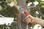 When Cutting Down Large Branches On a Tree