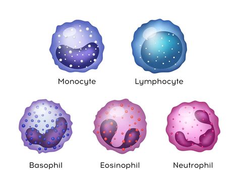 Which Leukocytes Are