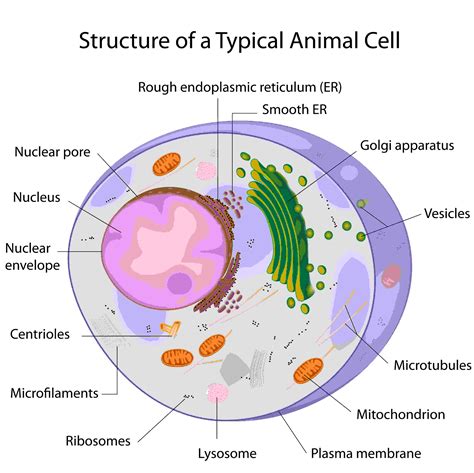 Which Structure in the Cell Contains