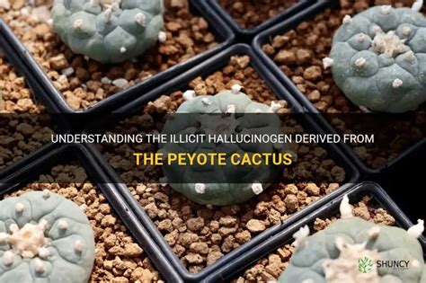 Which hallucinogen is harvested from a cactus