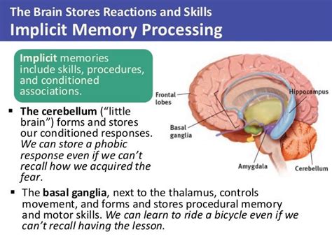 Which part of the brain is most involved in creating implicit or procedural memories