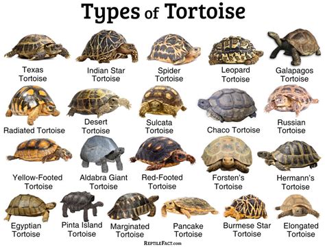Which tortoise has best personality