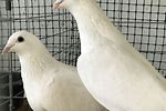 White Pigeons Sale