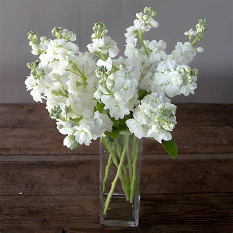 White stock flower