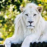 Biografia White Lion