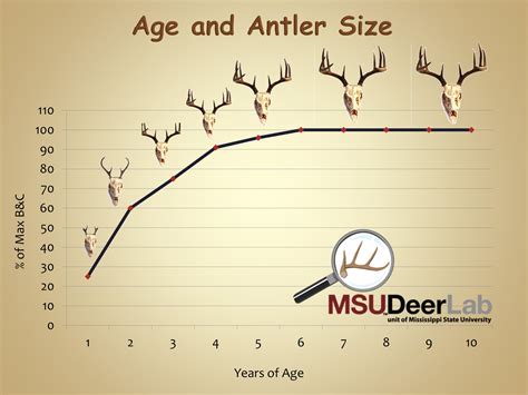 Whitetail Antler Growth Chart