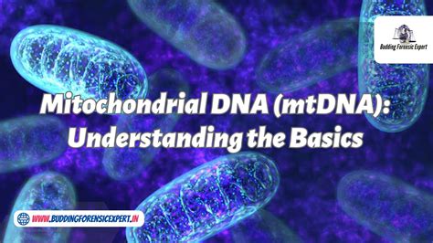 Why is mitochondrial DNA important