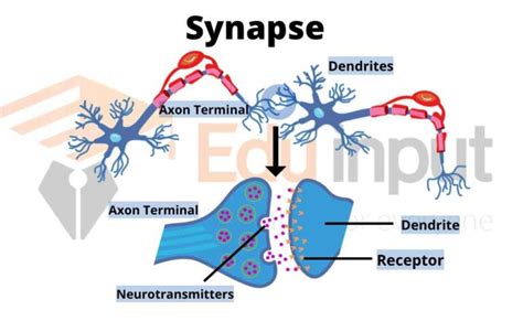 Why is the synapse important