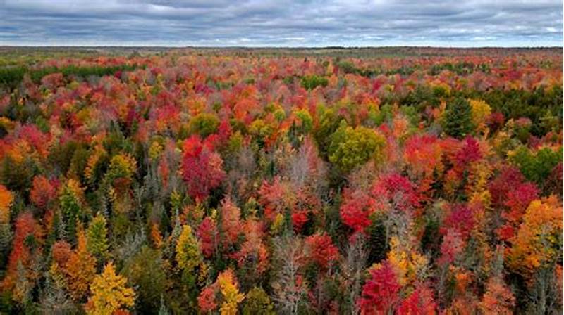 Wisconsin Fall Color Chart