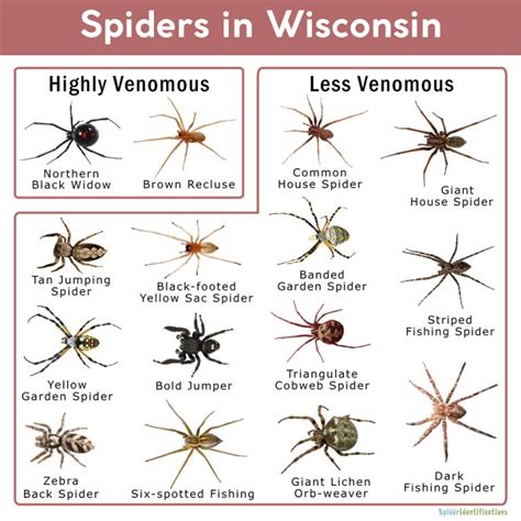 Wisconsin Spiders Chart