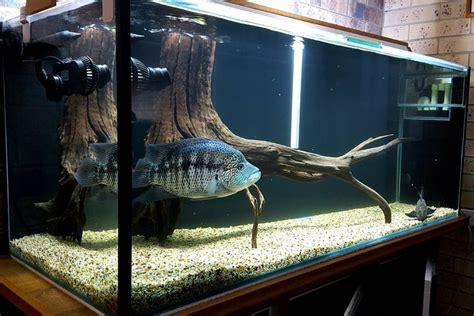Wolf Fish Tank Size