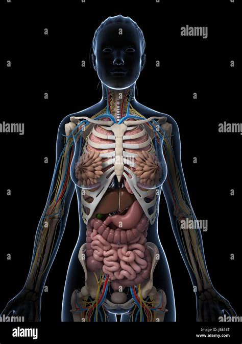 Womens Anatomy Chart