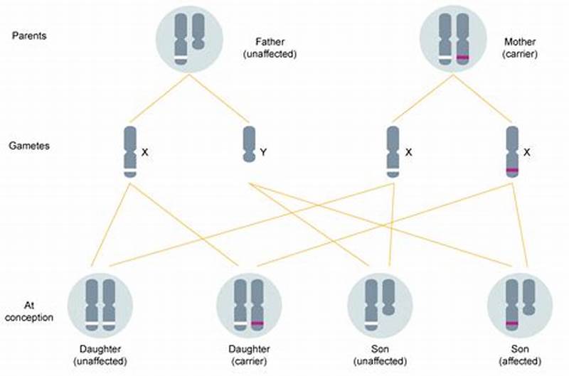 X Linked Recessive Inheritance Pattern