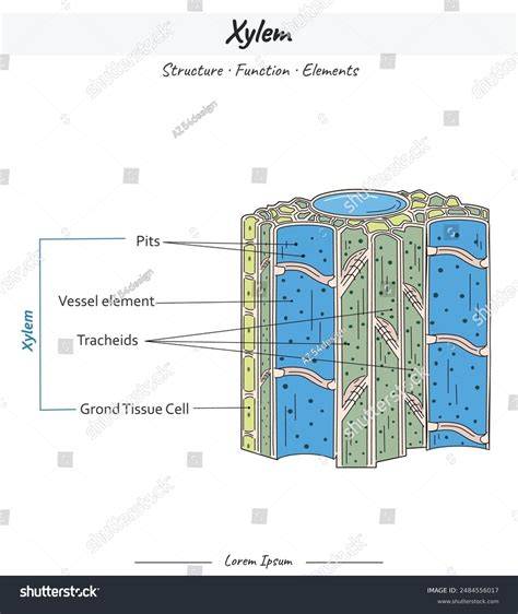 Xylem Rays Illustration
