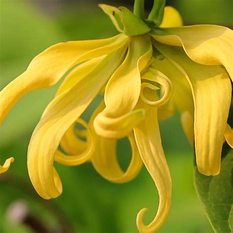 Ylang Ylang flower